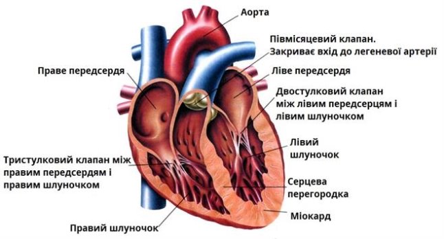 Будова серця — урок. Біологія, 8 клас.